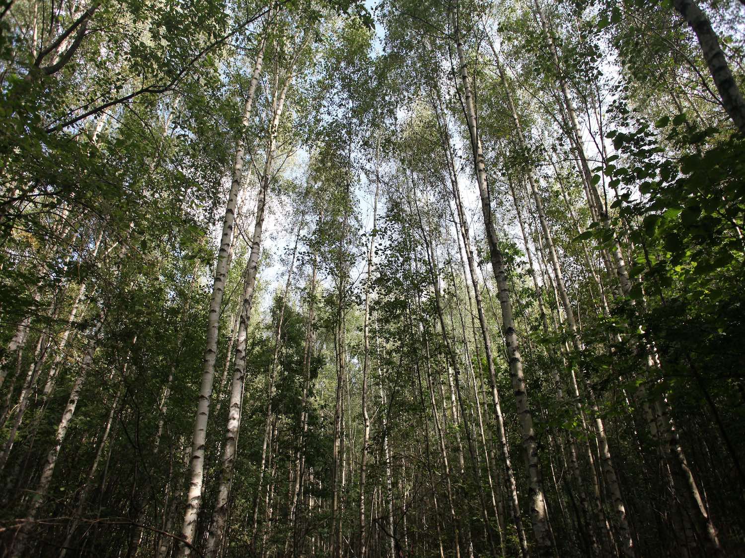 Paveldėtas miškas